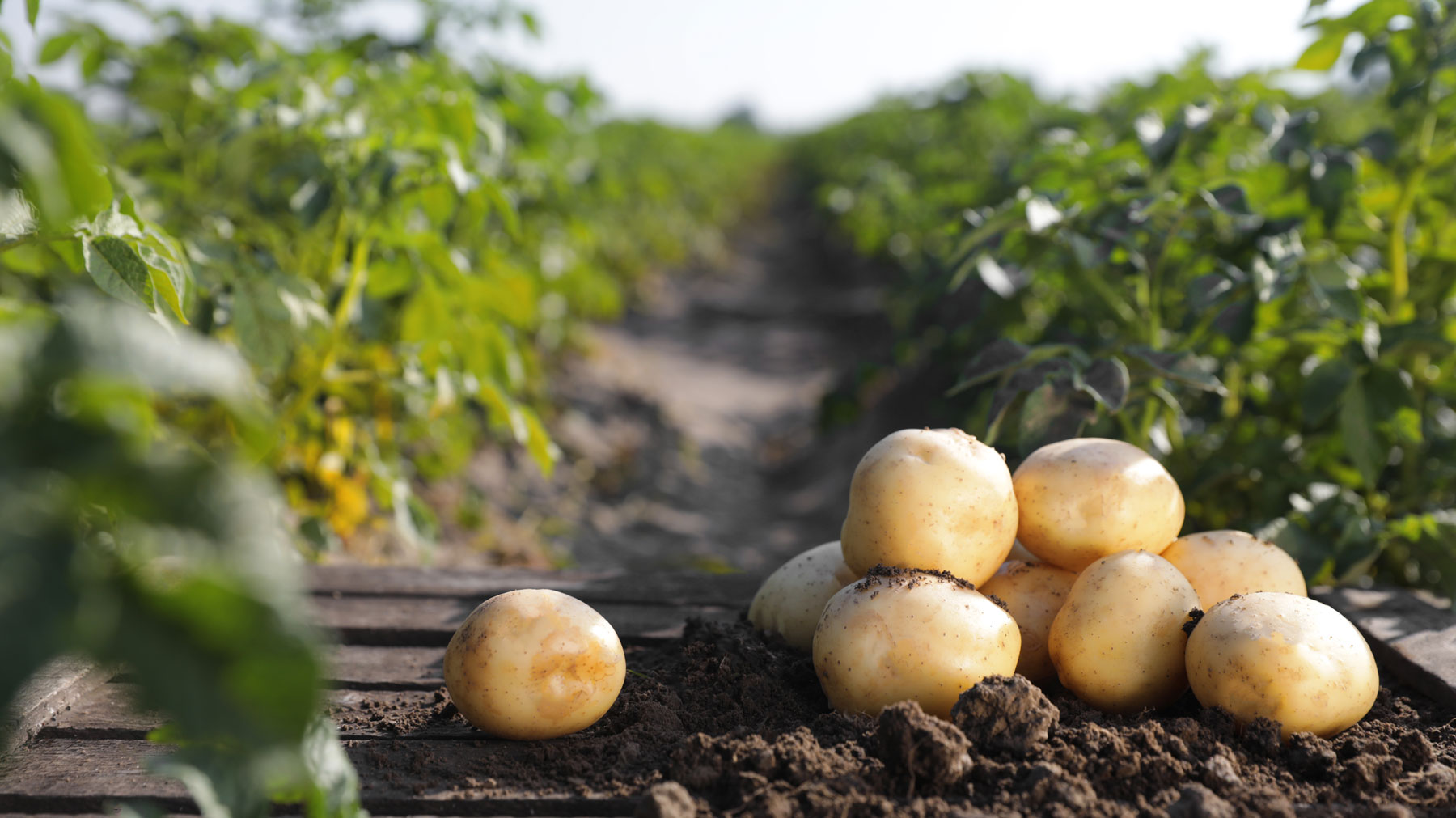 Dutch potato field in Noord-Holland — Stamagri seed potatoes export