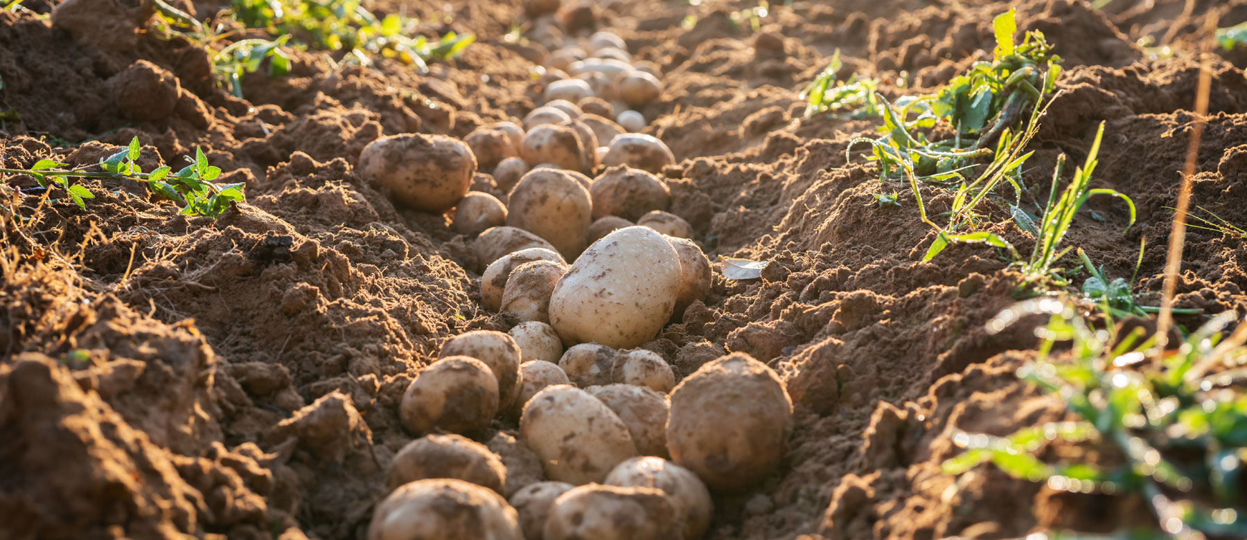 Potato harvest in the Netherlands — Stamagri export