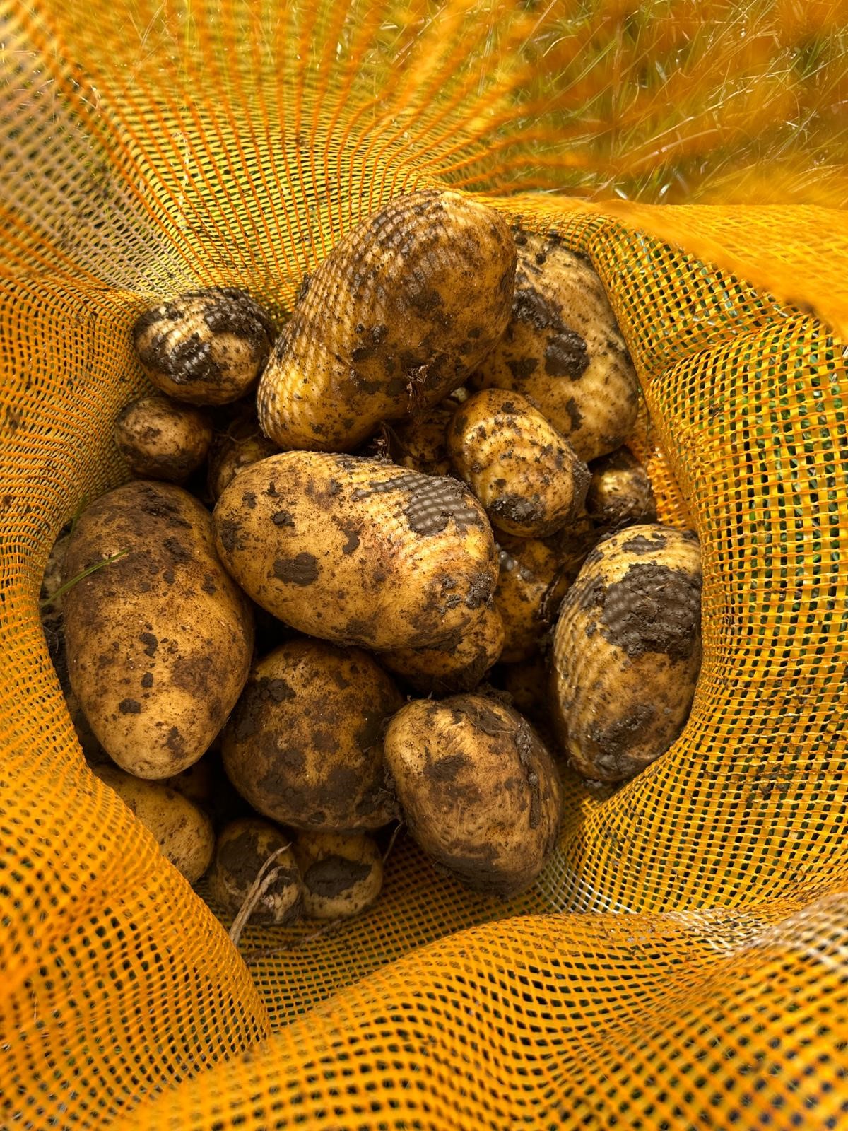Sorted potatoes ready for export at Stamagri facility